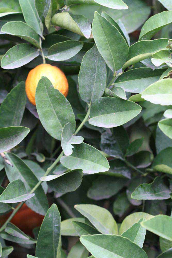            Sun leaves (Riverside, CA)   